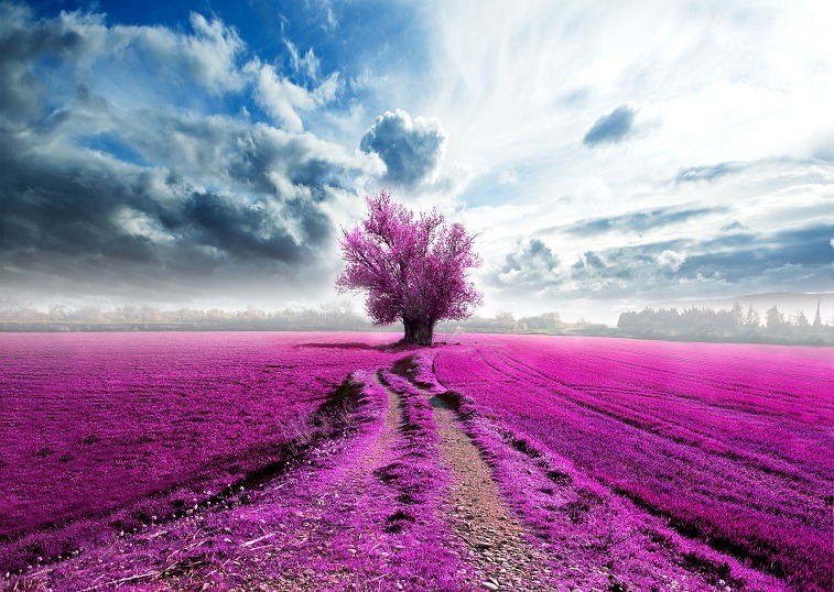 purple tree