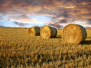 Physician assistants and rural health care. Hay bales in field after harvest and dramatic sky during sunset.