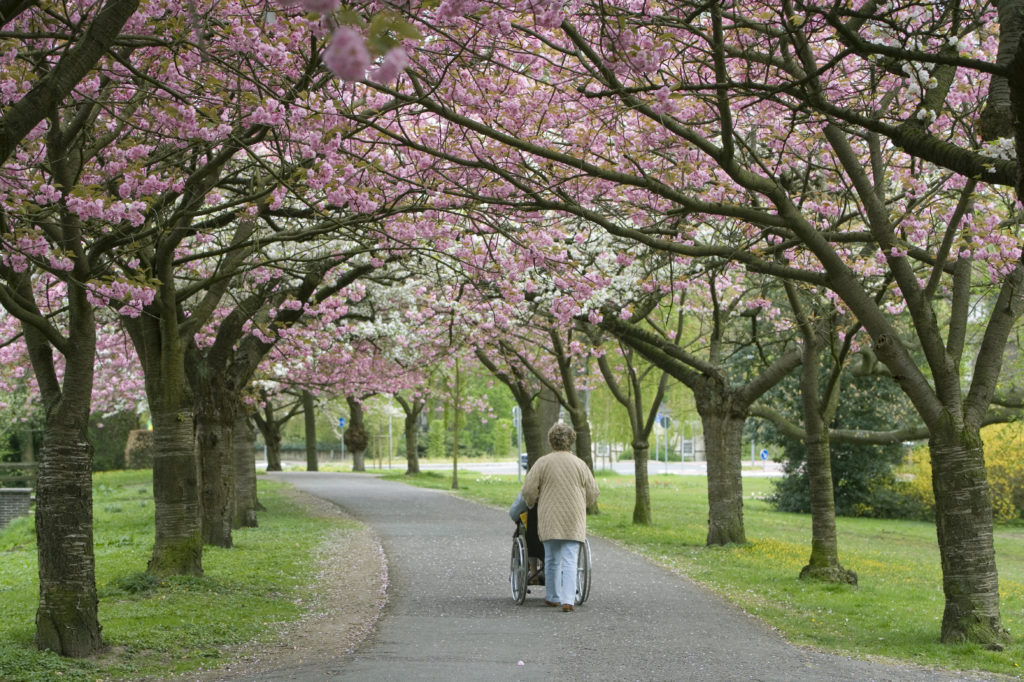 woman pushing person in wheelchair under trees