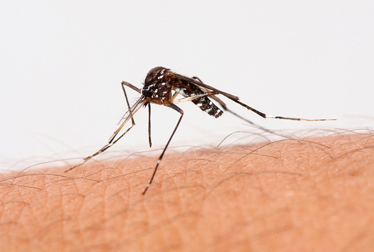 Mosquito on a man's arm. Mosquitoes can carry West Nile virus.