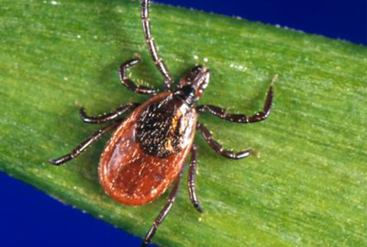 A black-legged tick on a green leaf. Ticks can carry Lyme disease.