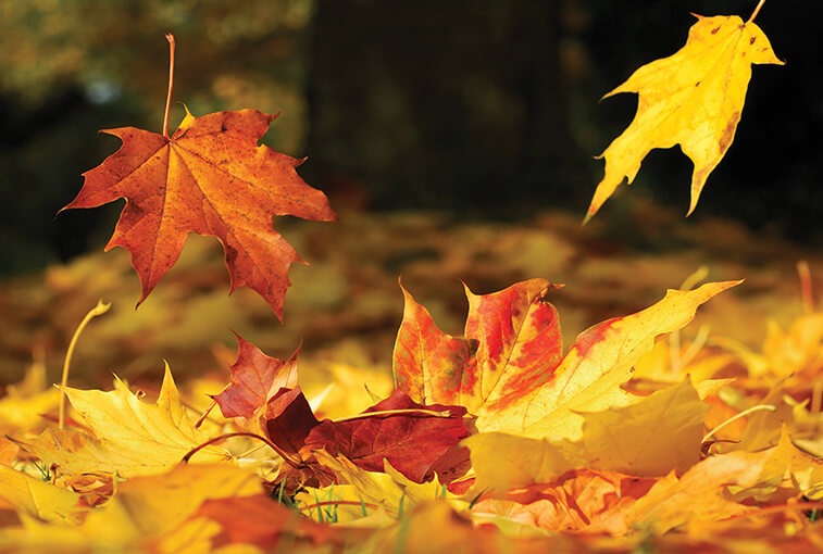 Fall leaves