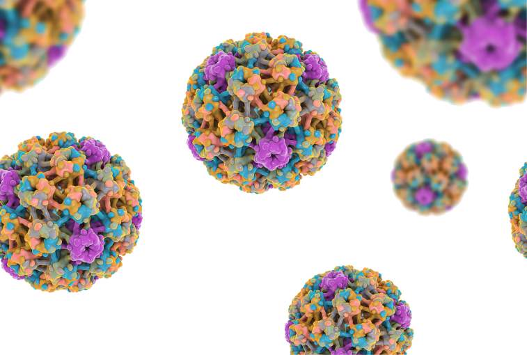 HPV