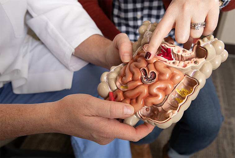 A model of part of the digestive tract.