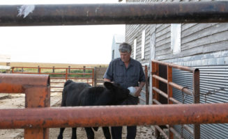 Farmer and cancer survivor Larry Eichstadt feeds a bottle of milk to a cow in a pen on his farm.