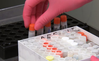 Scientist wearing pink-colored protective gloves, transfers influenza sample vials from their cold shipping box, into a black plastic vial tray, while inside a negatively-pressurized flow hood.