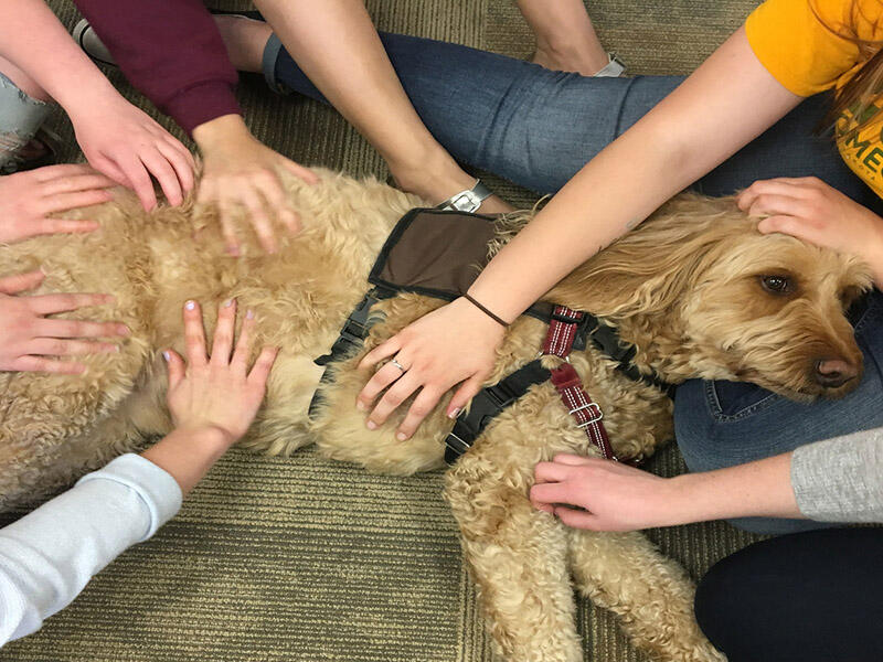 Service dog helps adolescent patients with mental health Sanford