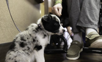Puppy is part of the family at the Good Samaritan Society
