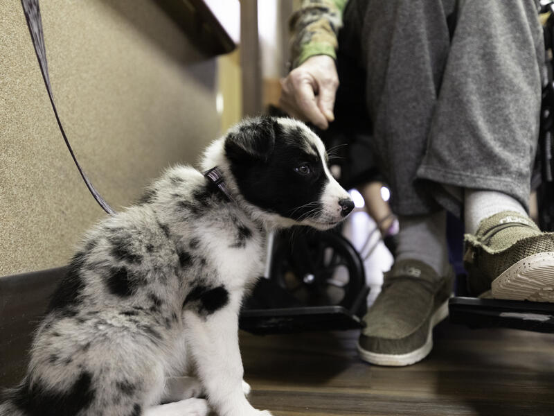Puppy is part of the family at the Good Samaritan Society Sanford