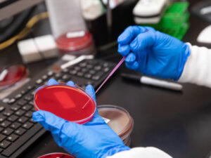 A pathologist's two gloved hands add a sample to a red petri dish in a science lab.