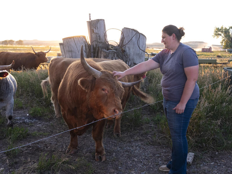 Highland cows in field, with head being scratched by woman at right side of animal