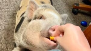 Person's hand feeds a goldfish crascker to a small pig looking up at them.
