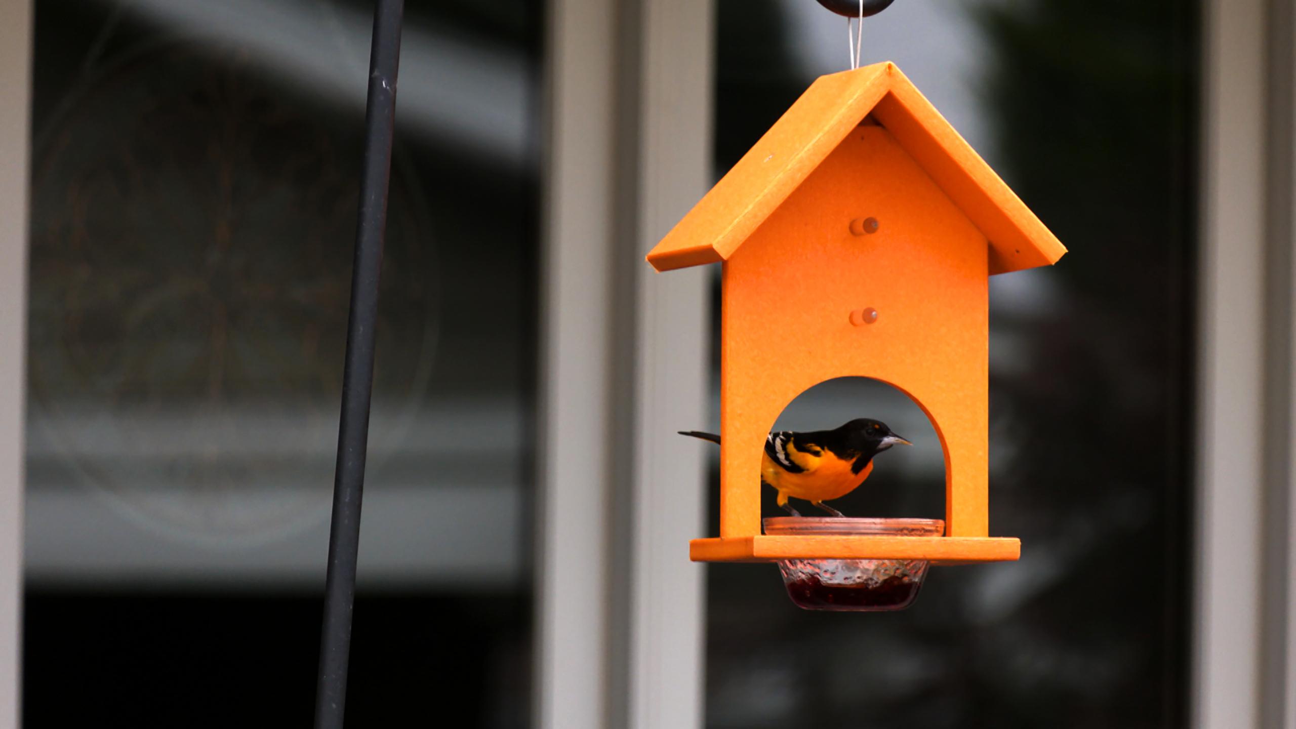 A bright orange bird lands on a bright orange bird feeder shaped like a house.