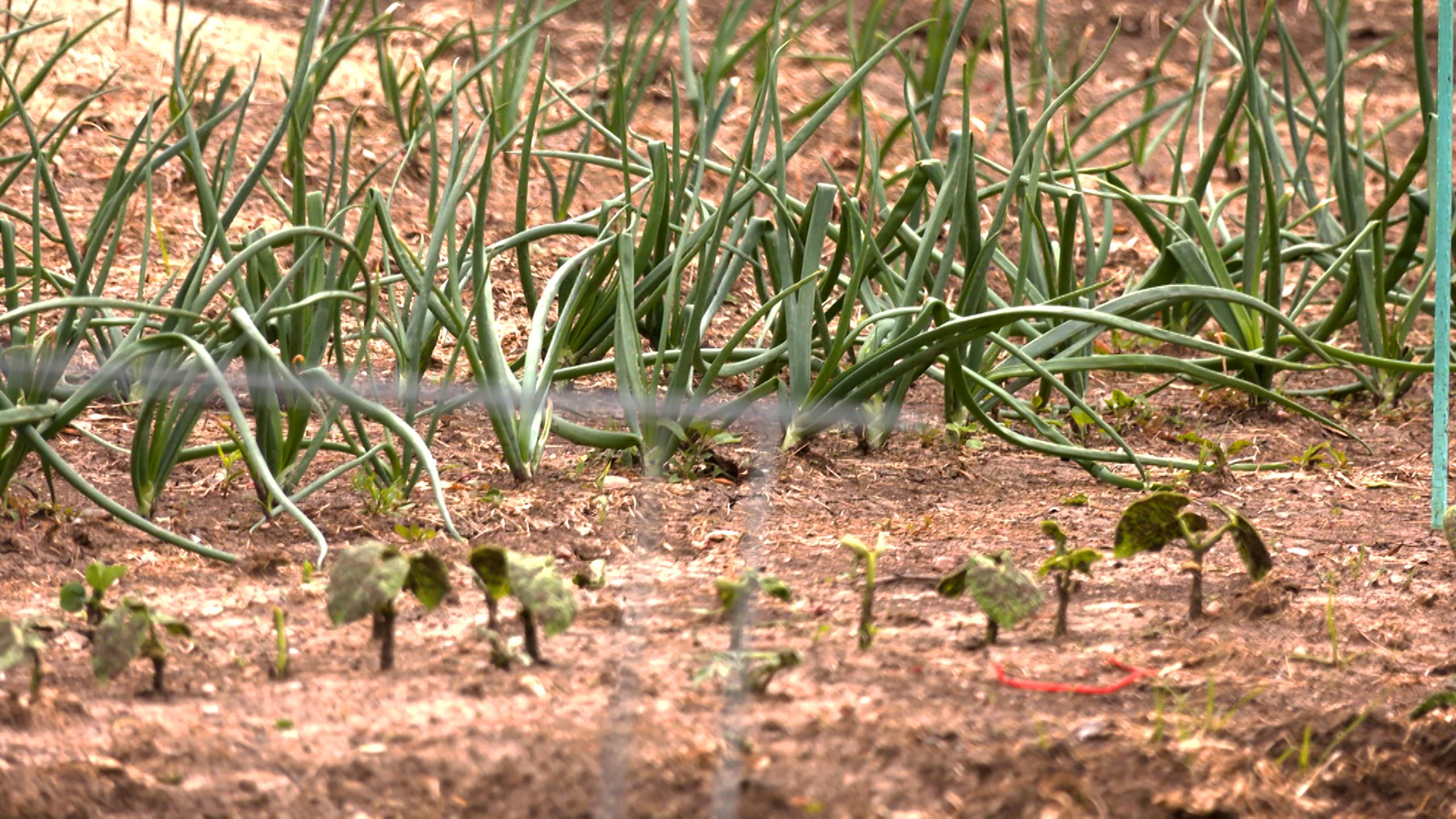 Closeup of green plants sprouting from a spring garden.