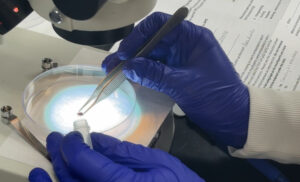 Closeup of a lab worker's gloved hands, using tweezers to place a tick under a microscope.