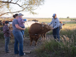 Farm family visits with cattle behind a barbed-wire fence.