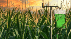 Photo illustration of a liquid IV bag standing in a cornfield.