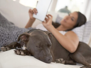 Woman resting on the sofa with her dog and using a digital tablet.