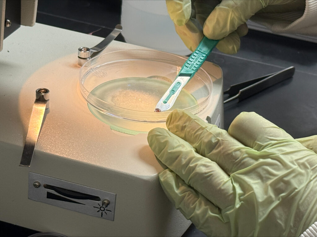 Half of ticks tested in WI study carry Lyme disease bacteria