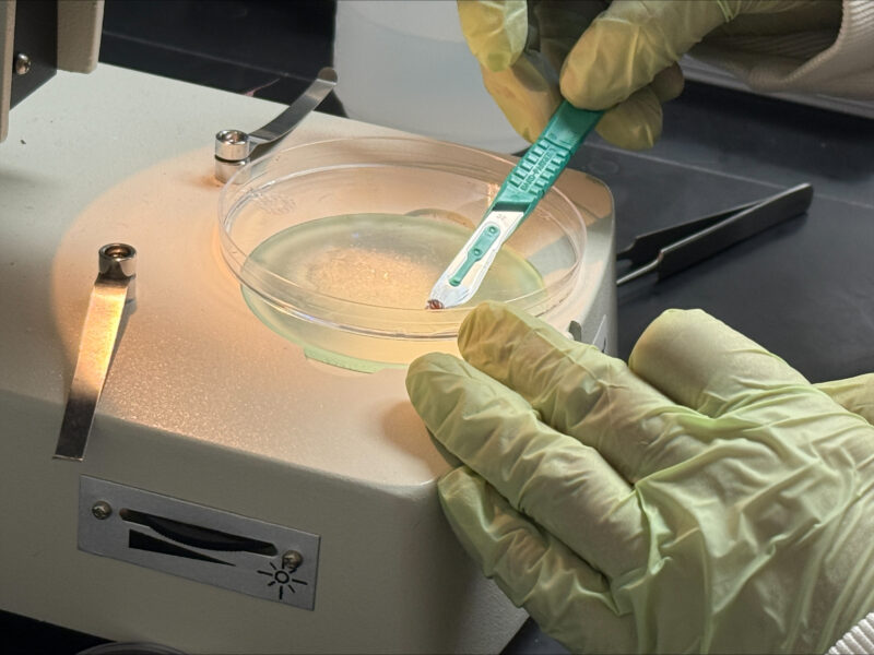More than 50% of ticks tested in WI study carry Lyme disease